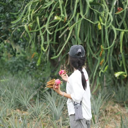 Canh tác dứa hữu cơ và dưỡng đất tại Đồng Din
